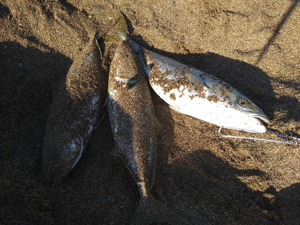 サーフでナブラ撃ち