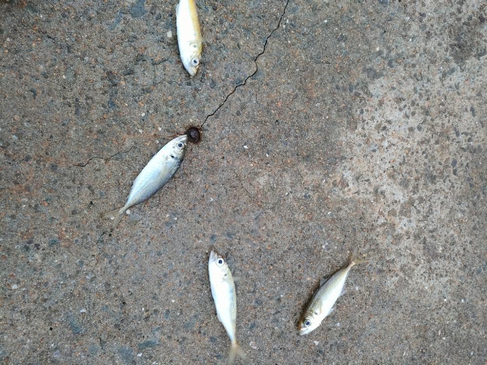 ノマセ釣りでまたハマチ