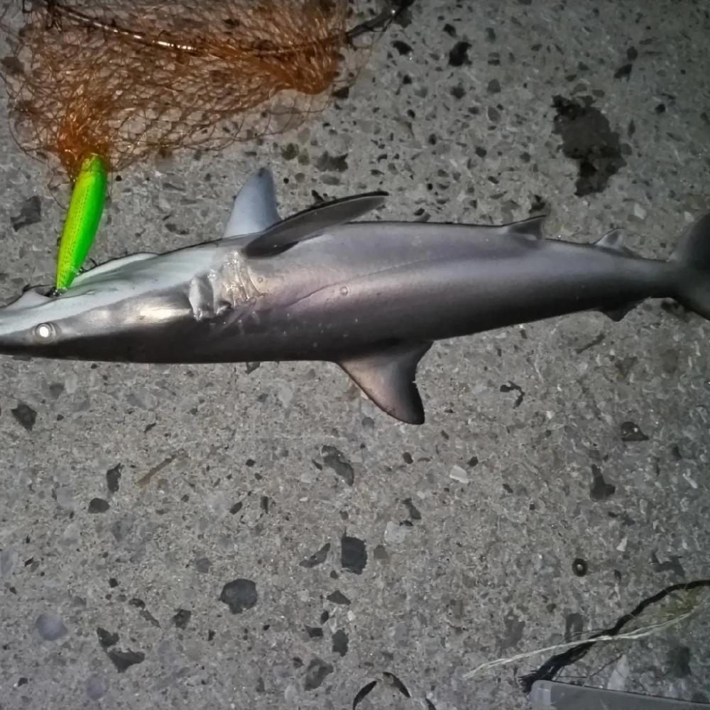 シーバスか？鰤か？いや、サメでした。