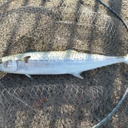 今日はサゴシでした ☺