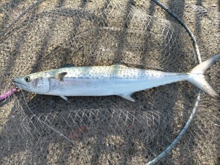 今日はサゴシでした ☺