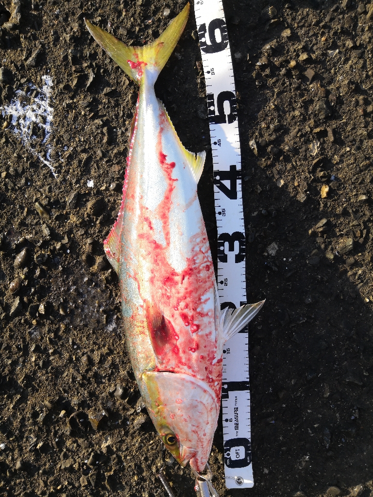 ショアジギングでメジロ3