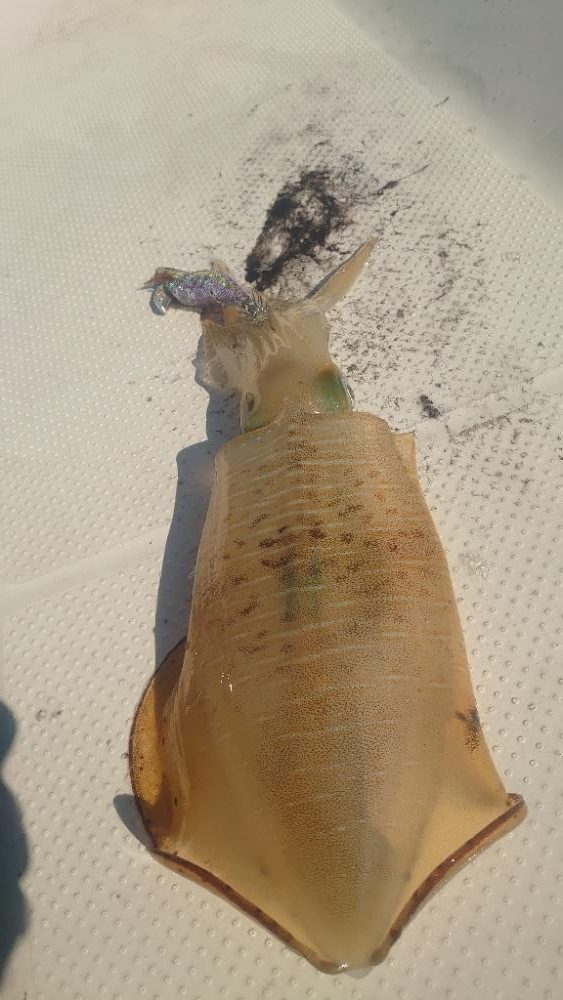 ラストボートエギング