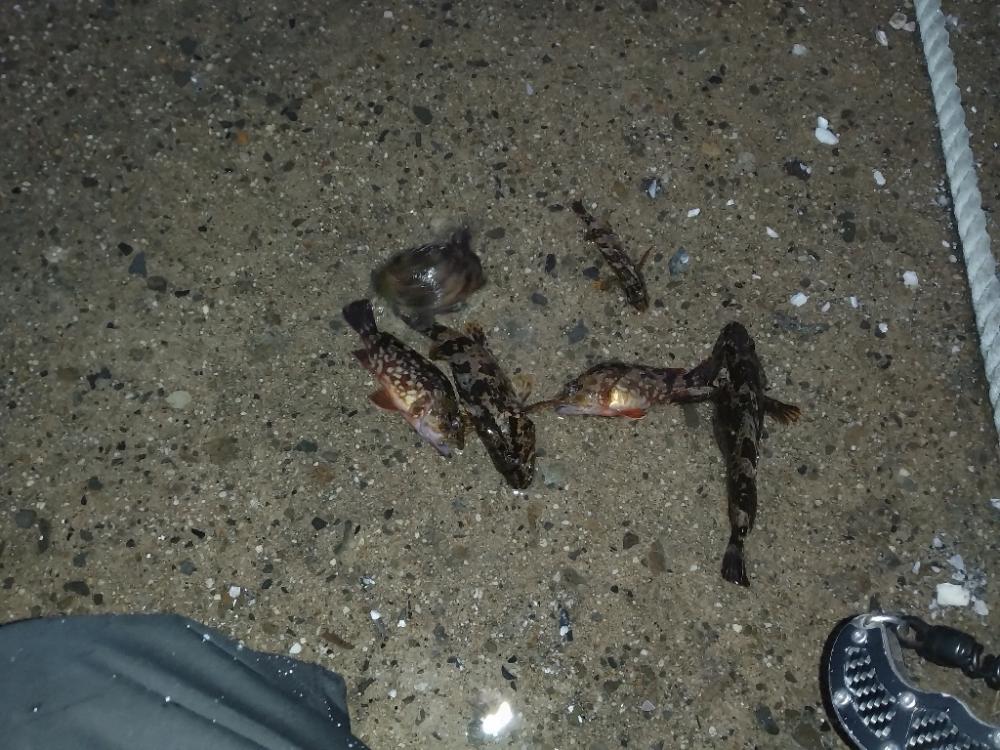 ロックフィッシング