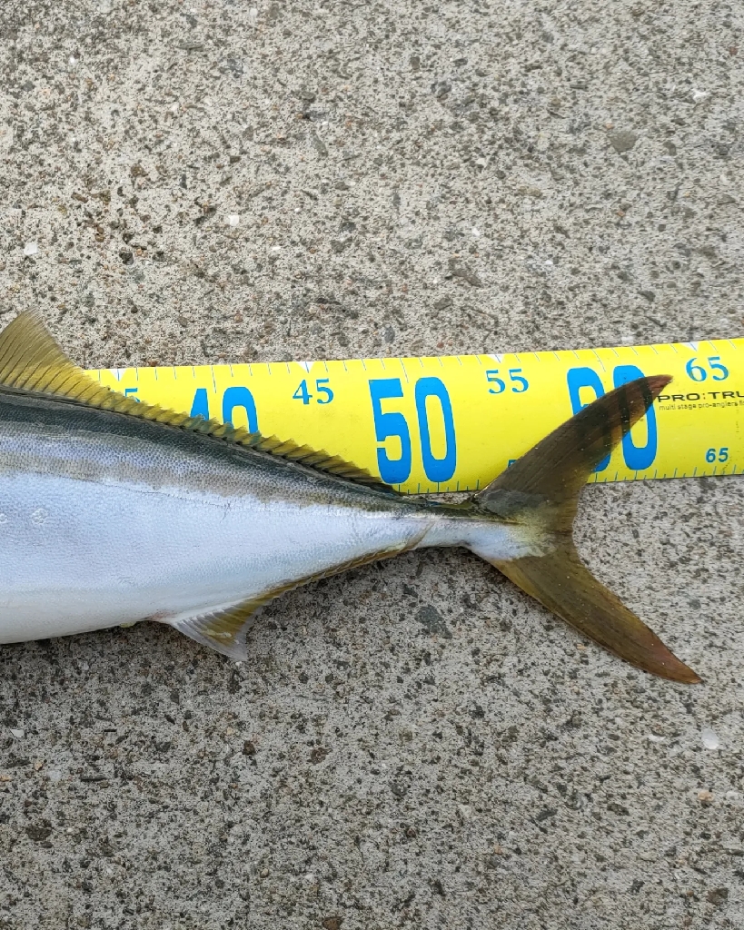 仕事終わり朝マズメでキター！