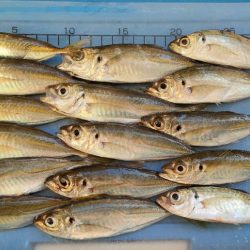 淡路島 豊島漁港でカワハギ仕掛けにコブダイ…