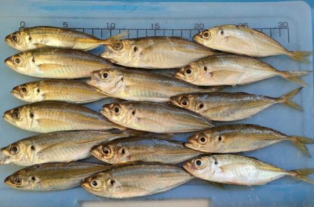 淡路島 豊島漁港でカワハギ仕掛けにコブダイ…