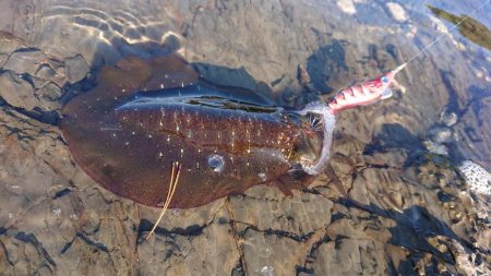 対馬エギング釣果