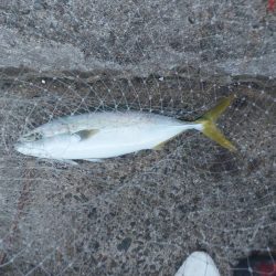 プチsalt water game