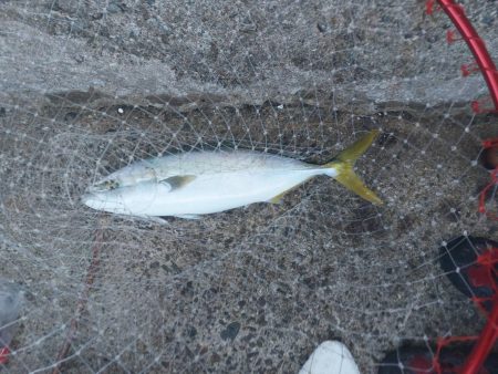 プチsalt water game