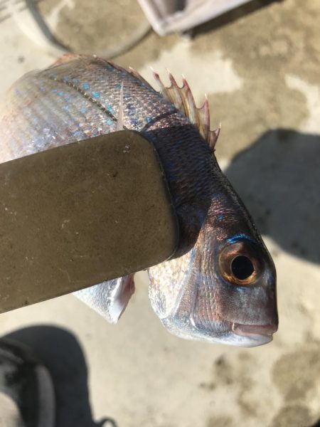 朝マズメのアジング