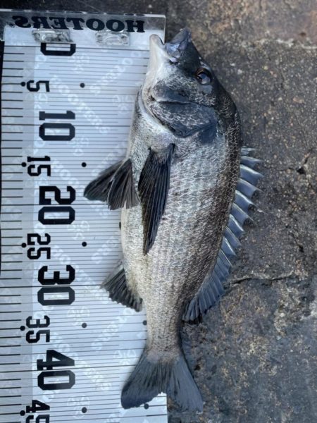 イチノ兄弟(兄)釣果!