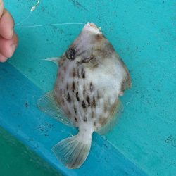 五目狙いの遊動テンヤゲーム