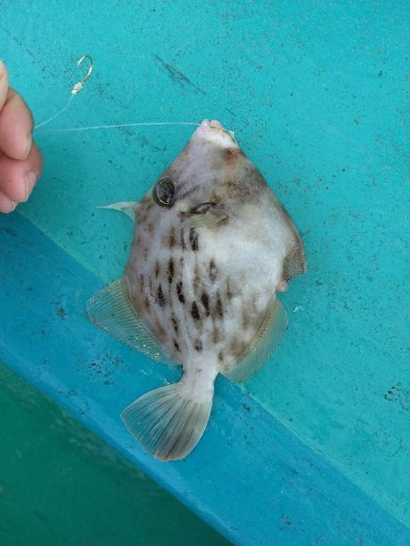 五目狙いの遊動テンヤゲーム