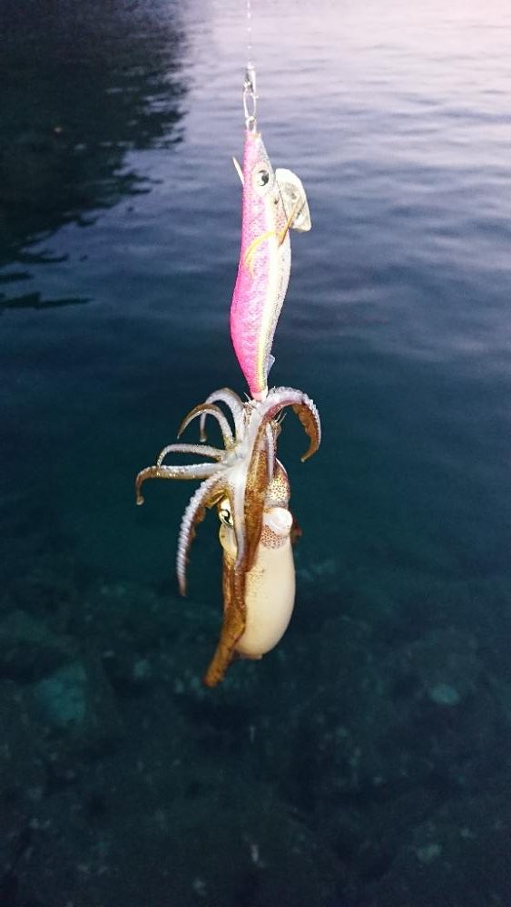 対馬エギング釣果