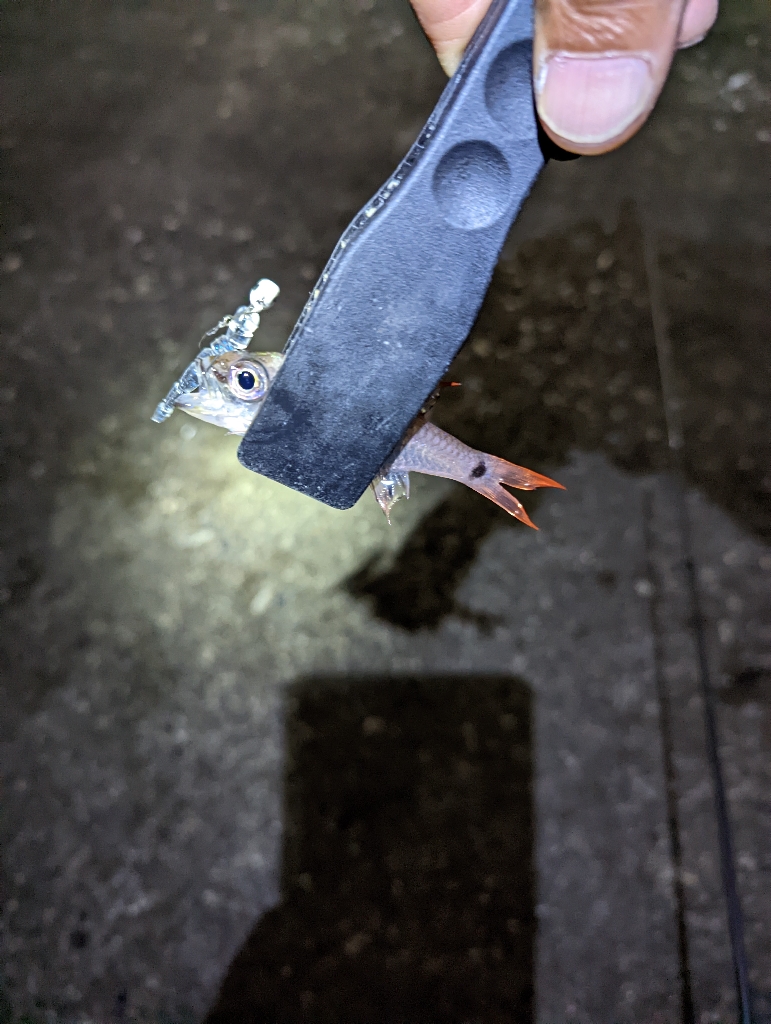 アジが釣れない