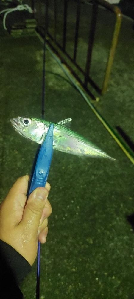 昨日のリベンジ！！！