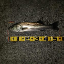 おはようスズキさん!