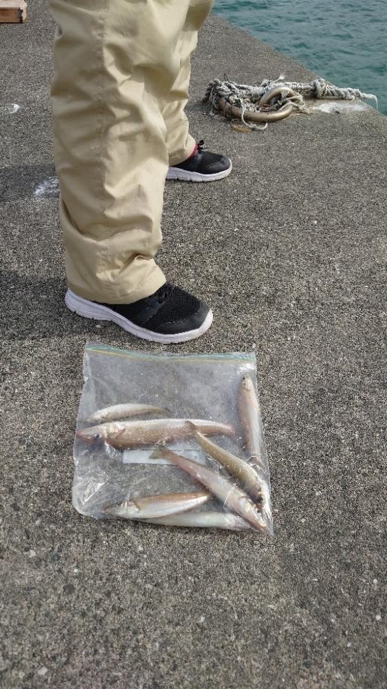 港内キス．カレイ