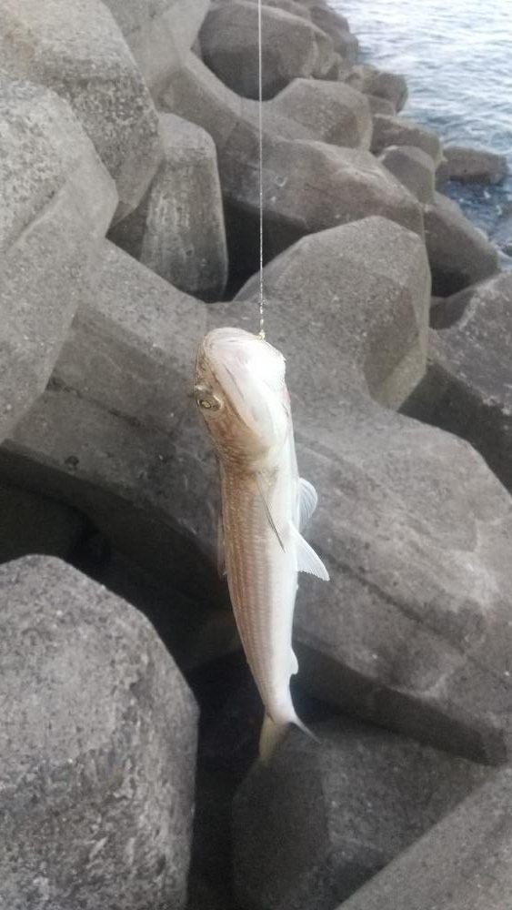 久しぶりの青物