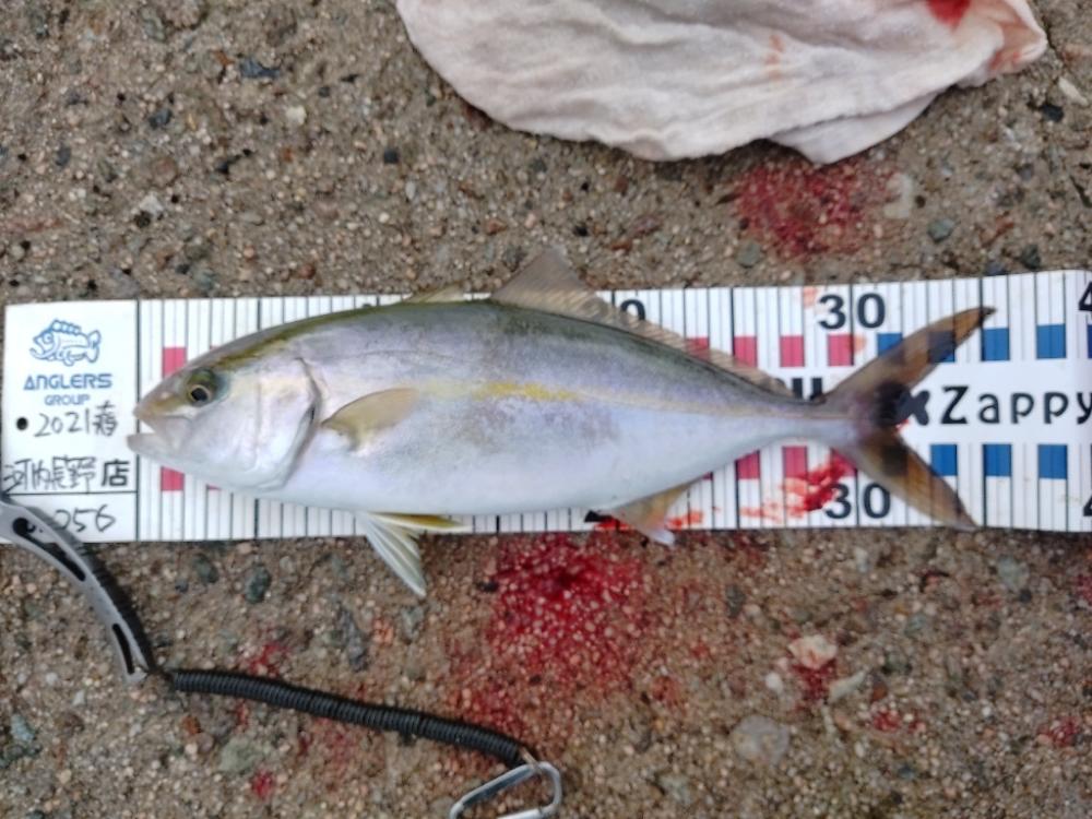 隠岐の島で沖一文字