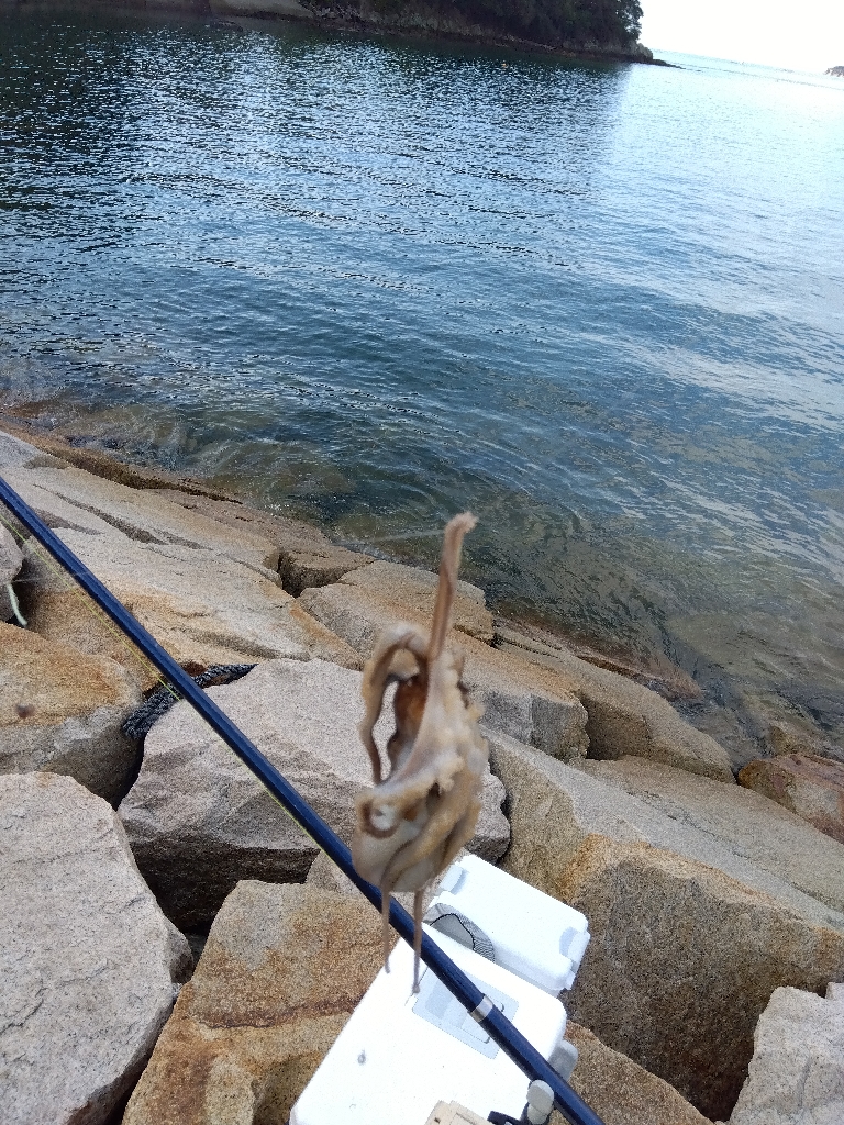 室津のキス釣りく