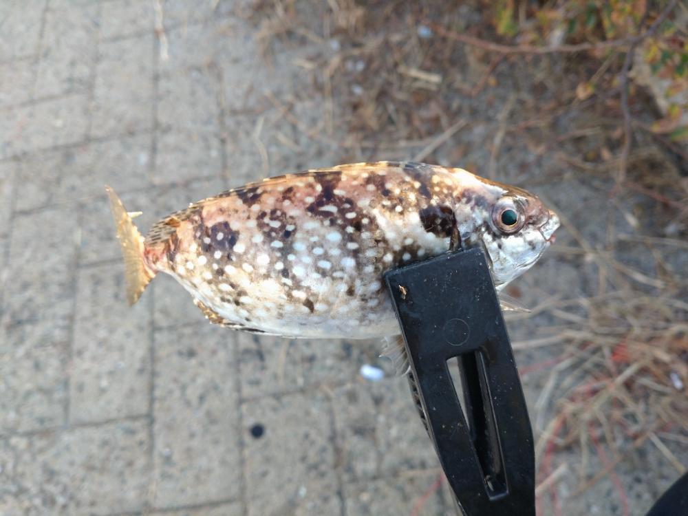 シーサイドコスモ釣行