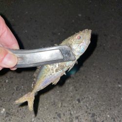 豆アジからちょっと成長