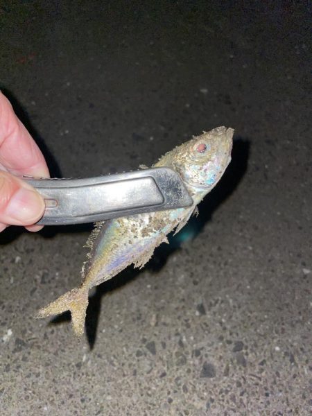 豆アジからちょっと成長