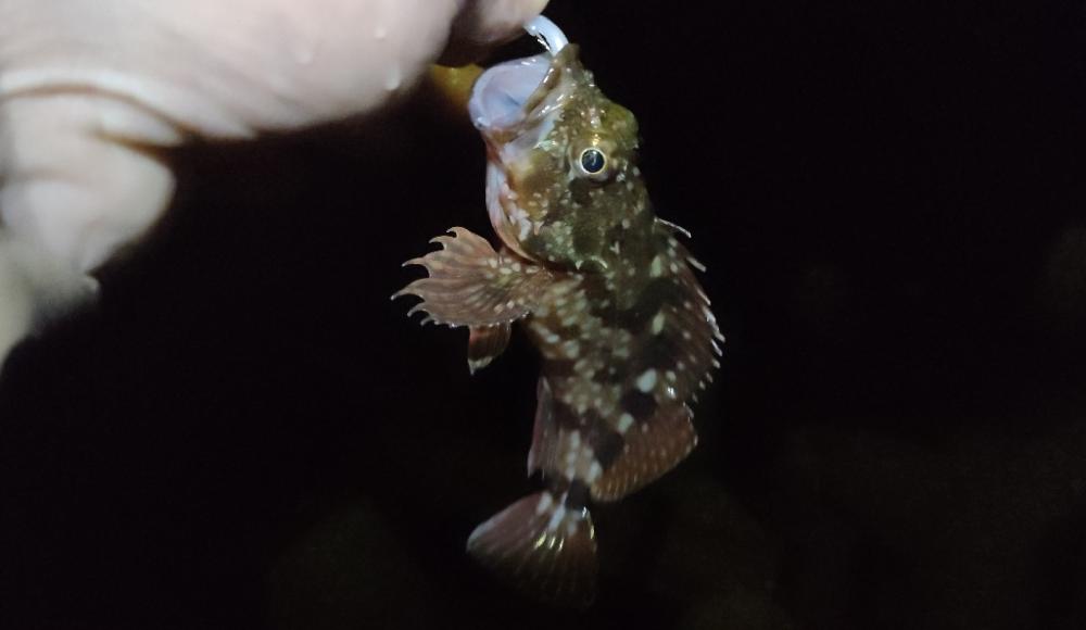 ライトソルト2日目今日も雨