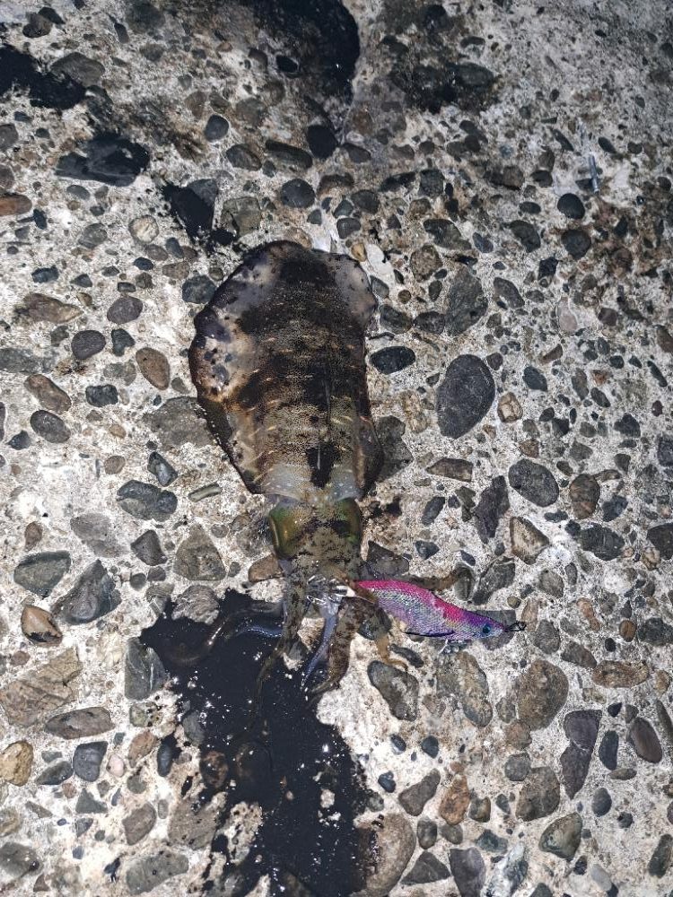 朝活エギング？