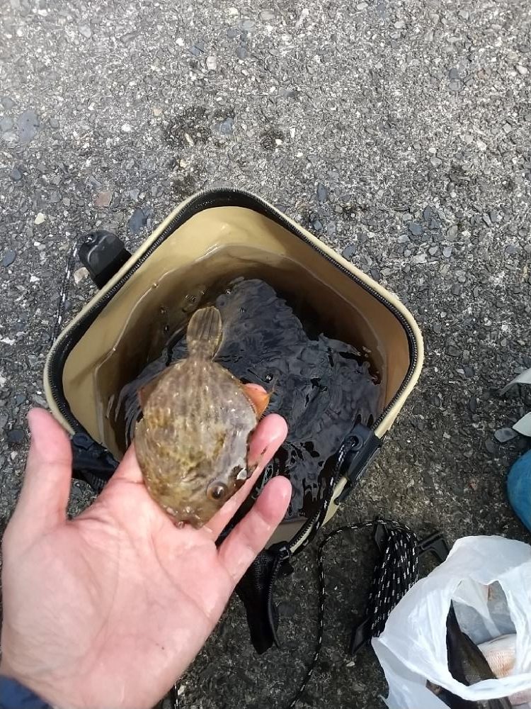 カワハギのちアジ釣り