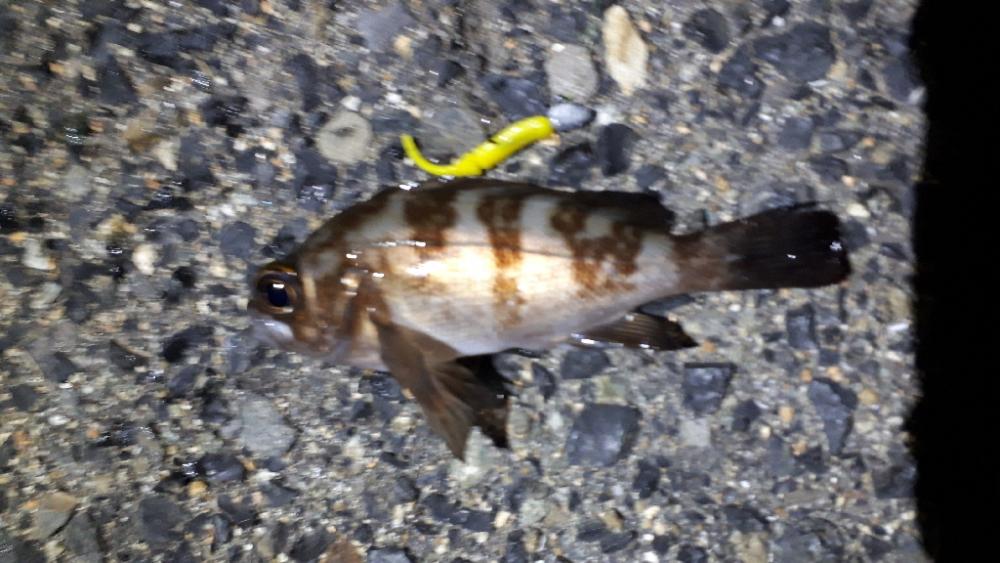 早くもロック時代か-w