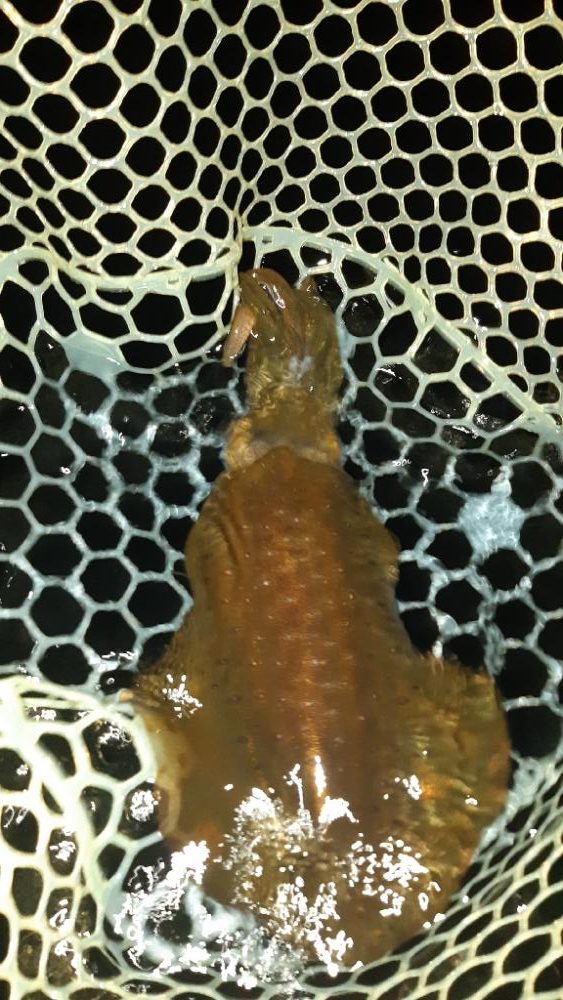 久しぶりにエギング