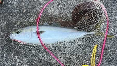 惜しくもブリに届かず…