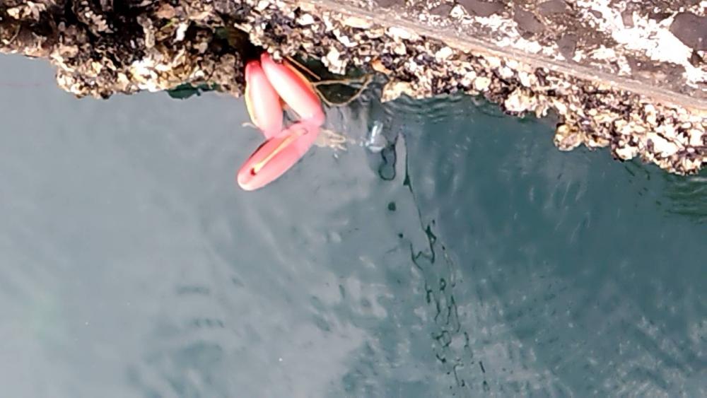 超久々の青物GET！