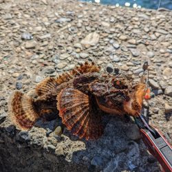 陸っぱり釣行記