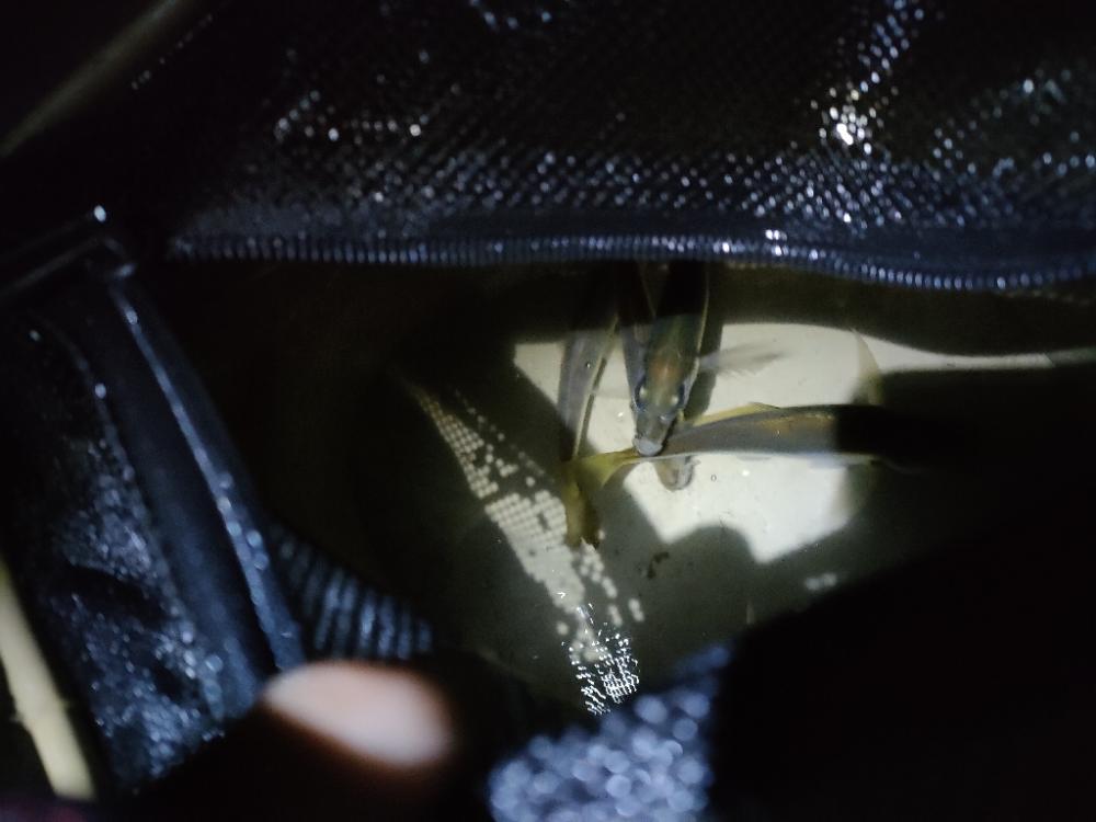 尺アジをさがして。