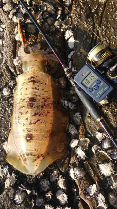 対馬エギング釣果