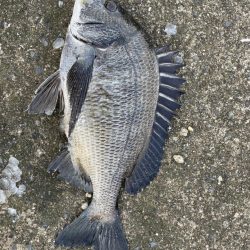 イチノ兄弟(兄)釣果!