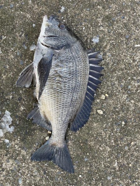 イチノ兄弟(兄)釣果!