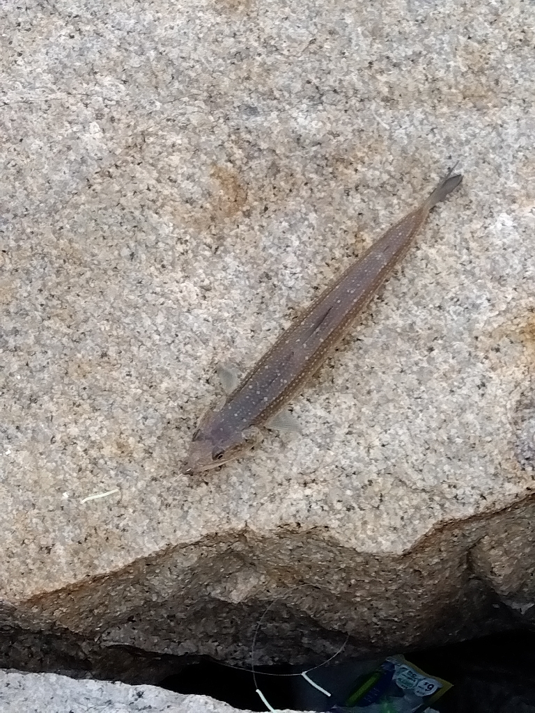 室津のキス釣り