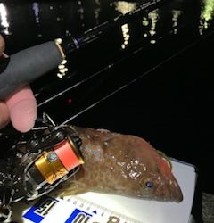 虫ヘッド最強！