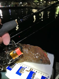 虫ヘッド最強！