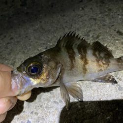 小物釣り