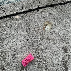 魚もピーカン照り