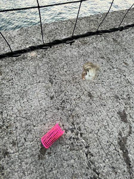 魚もピーカン照り