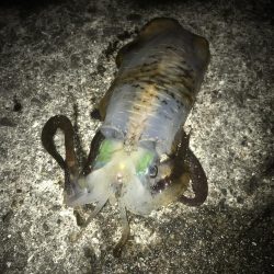 ヤエンでアオリイカ7杯GET