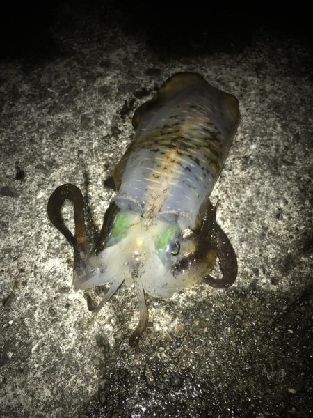 ヤエンでアオリイカ7杯GET