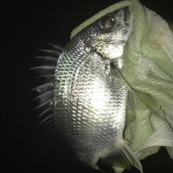 雨降ったらセイゴ!